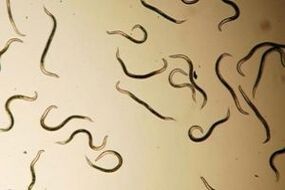 pinworms z ľudského tela