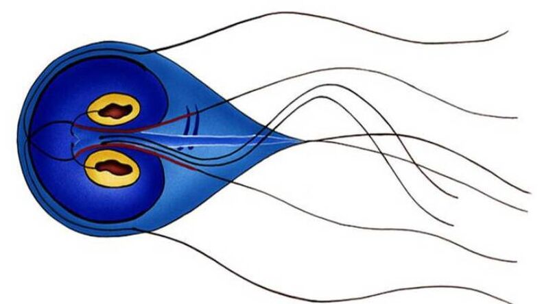 Giardia, parazit v tenkom čreve človeka