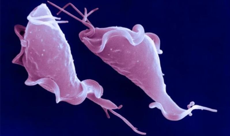 Trichomonas vaginalis je prvokový parazit, ktorý spôsobuje neplodnosť.